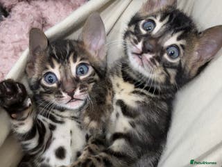 Bengal cats 🌟Pedigree bengal kittens🌟 - Advert 8