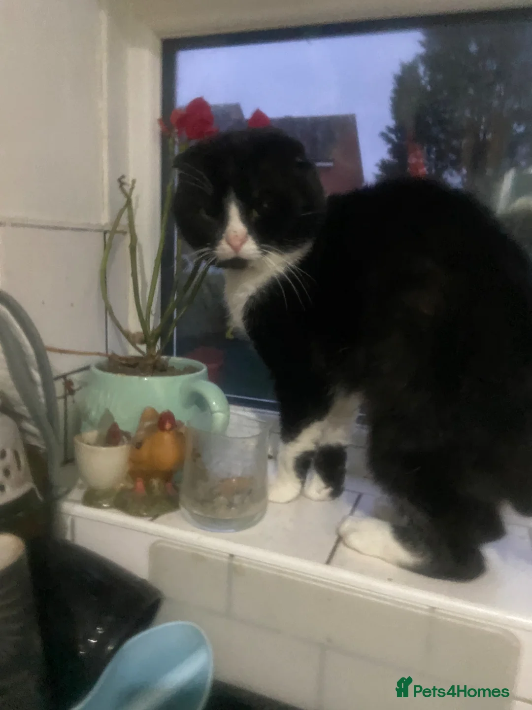 Scottish Fold cats for sale: Scottish fold cross /Mixed breed - Advert 15