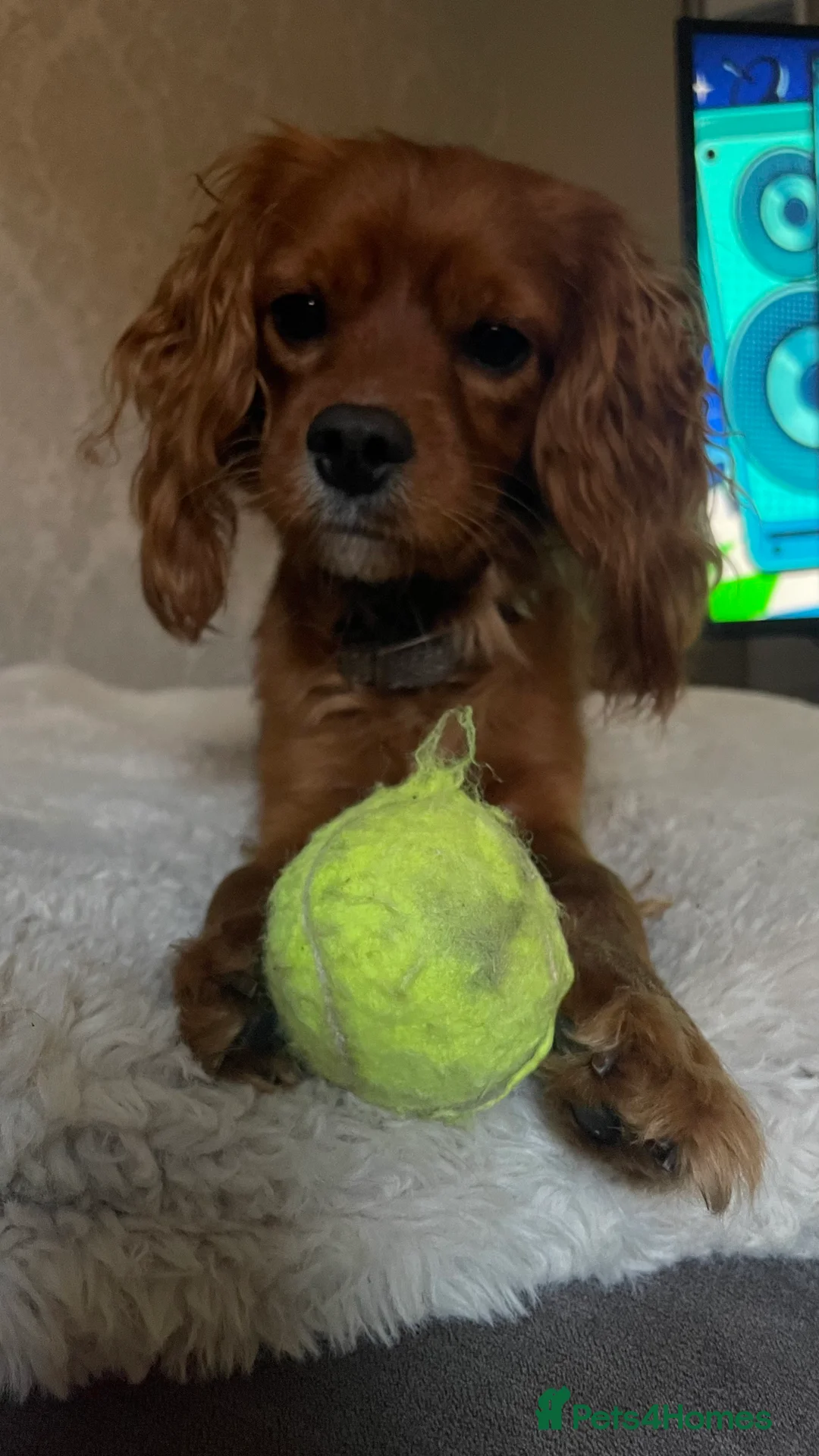 Cavapoo dogs for stud: Cavapoo available for stud  - Advert 2