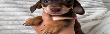 Miniature Dachshund 2