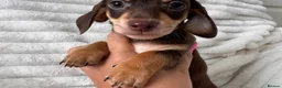 Miniature Dachshund dogs for sale: ADORABLE MINIATURE DACHSHUNDS PUPPIES FOR SALE in Crawley - Advert 6