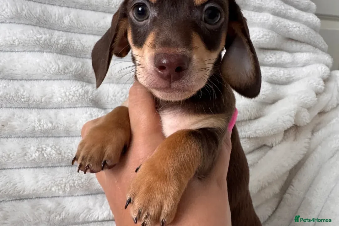 Miniature Dachshund dogs for sale: ADORABLE MINIATURE DACHSHUNDS PUPPIES FOR SALE in Crawley - Advert 6