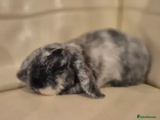 Mini Lop rabbits Mini Lop Male - Advert 11