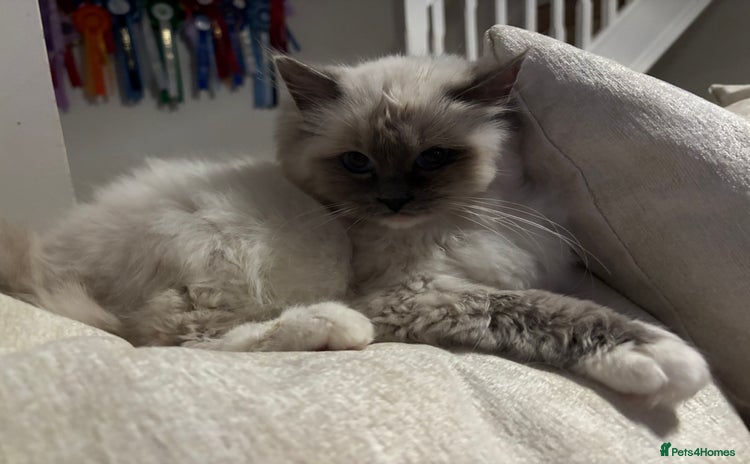 Ragdoll cats - Advert 7