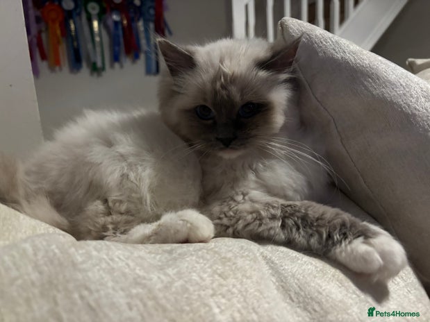 Ragdoll cats - Advert 2