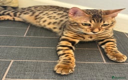Bengal cats for sale: Boy and a girl bangle Kittin for sale - Image 2