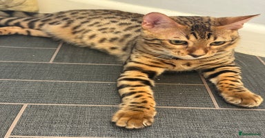 Bengal cats - Advert 11