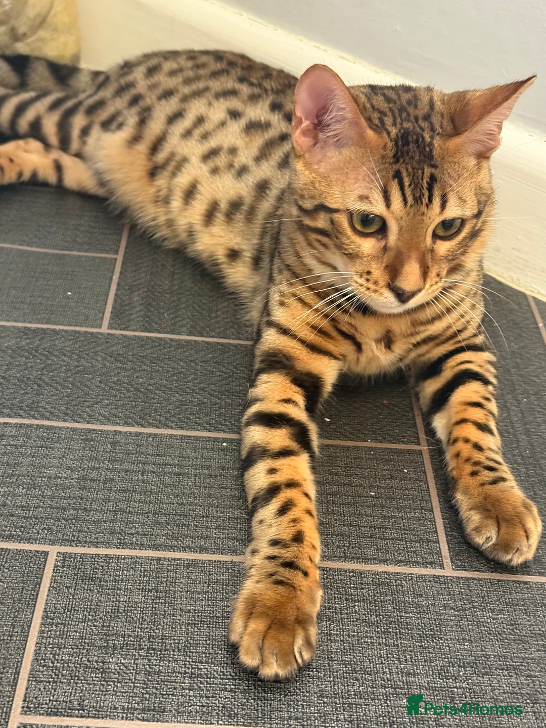 Bengal cats for sale: Boy and a girl bangle Kittin for sale - Image 2
