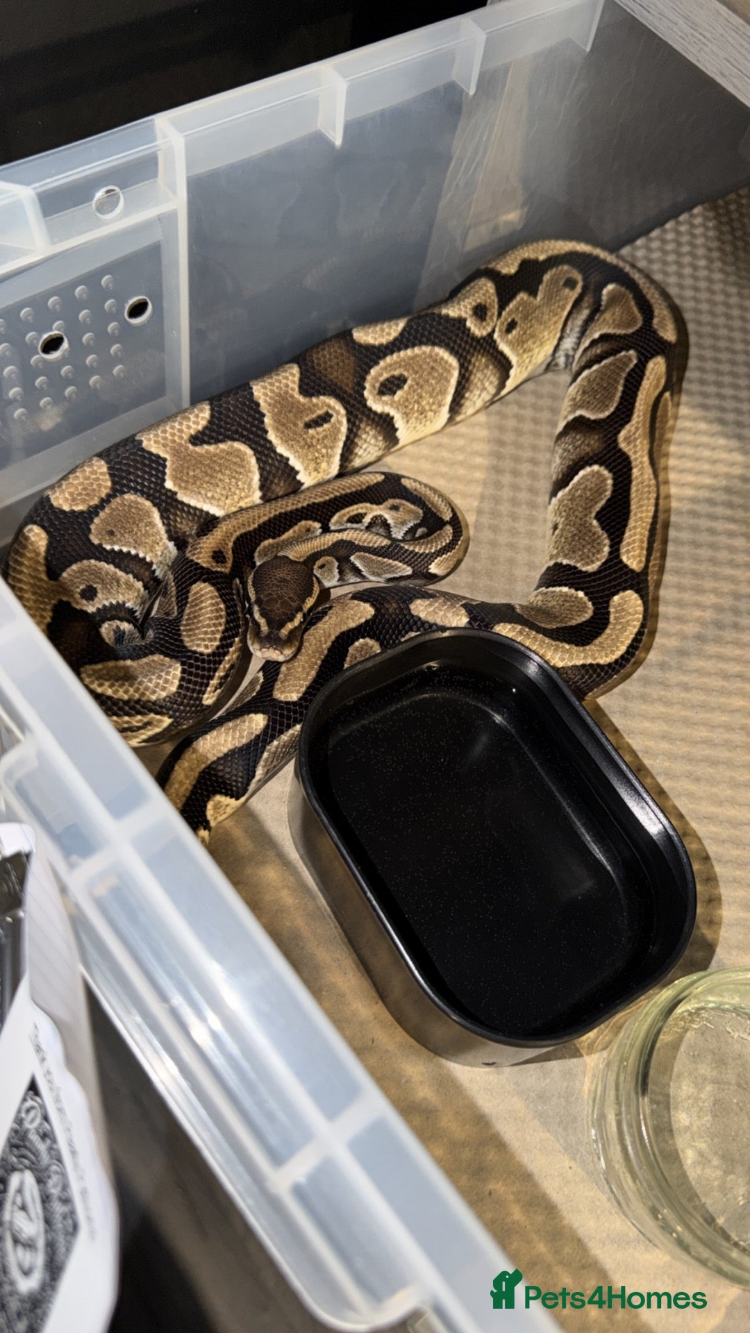 Python Snake reptiles Ball python for sale last updated 03/10/26 1 left - Advert 2