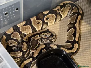 Python Snake reptiles Ball python for sale last updated 03/10/26 1 left - Advert 2
