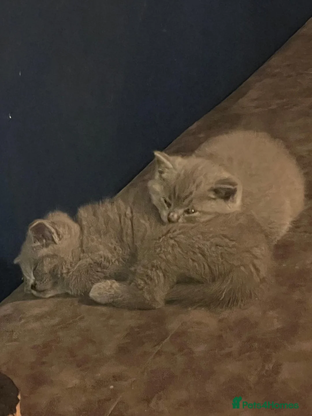 British Shorthair cats for sale: 6 british short hair ready to go  - Advert 17