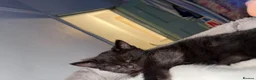 Mixed Breed cats for sale: Mix breed kittens - Advert 8