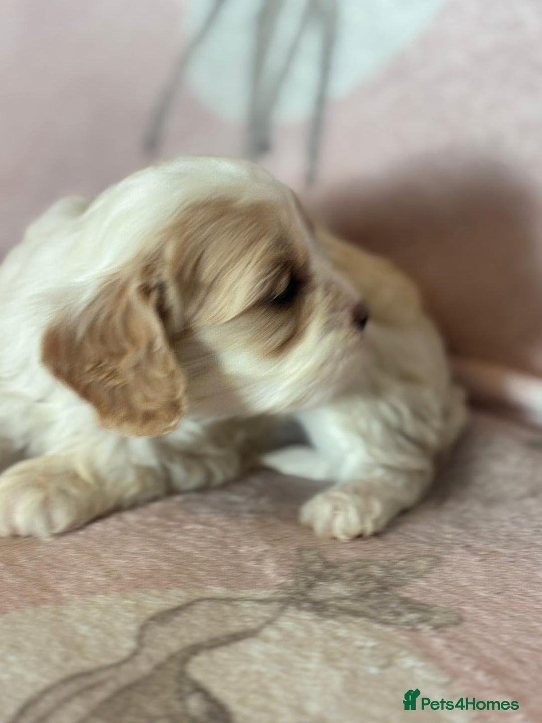 Cavapoo dogs for sale: Stunning Cavapoo puppies from family home  - Advert 21