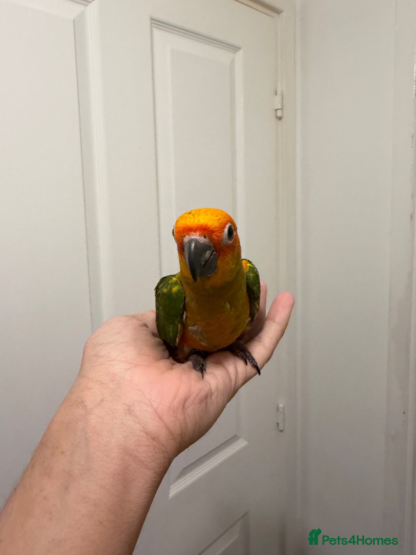 Parrots birds Selling baby handreared sun conures  - Advert 1
