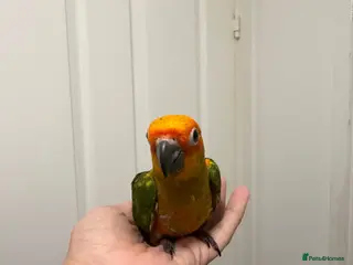 Parrots birds Selling baby handreared sun conures - Advert 1