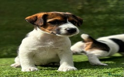 Jack Russell dogs for sale: Two Tri docked pure breed broken coated girl - Image 1