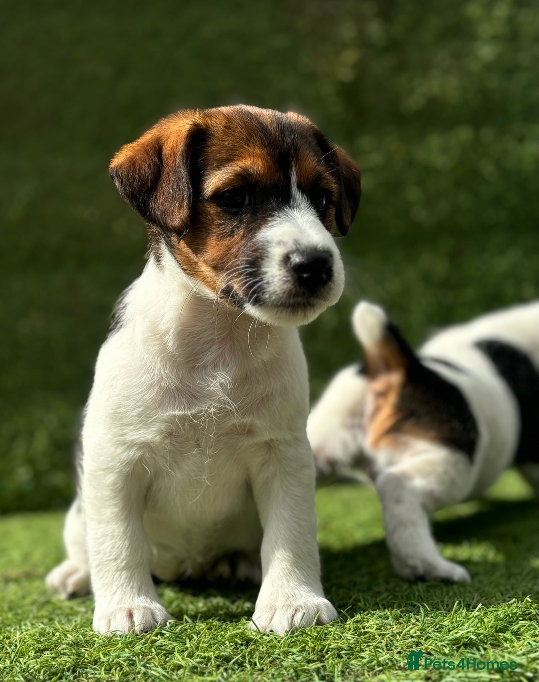 Jack Russell dogs for sale: Two Tri docked pure breed broken coated girl - Image 1