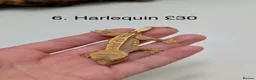 Gecko reptiles for sale: Stunning Mixed Morph Crested Gecko Babies! - Advert 7