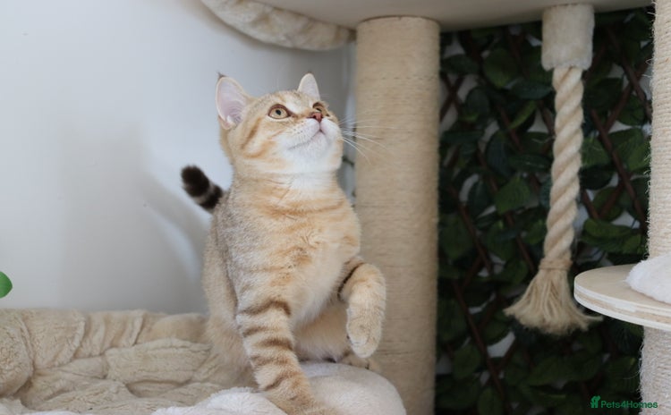 Scottish Fold cats - Advert 12