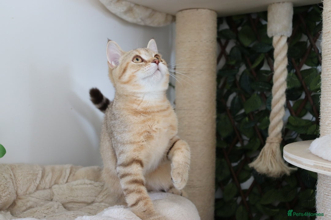 Scottish Fold cats for sale: Ready TICA reg stunning kittens available  - Image 1