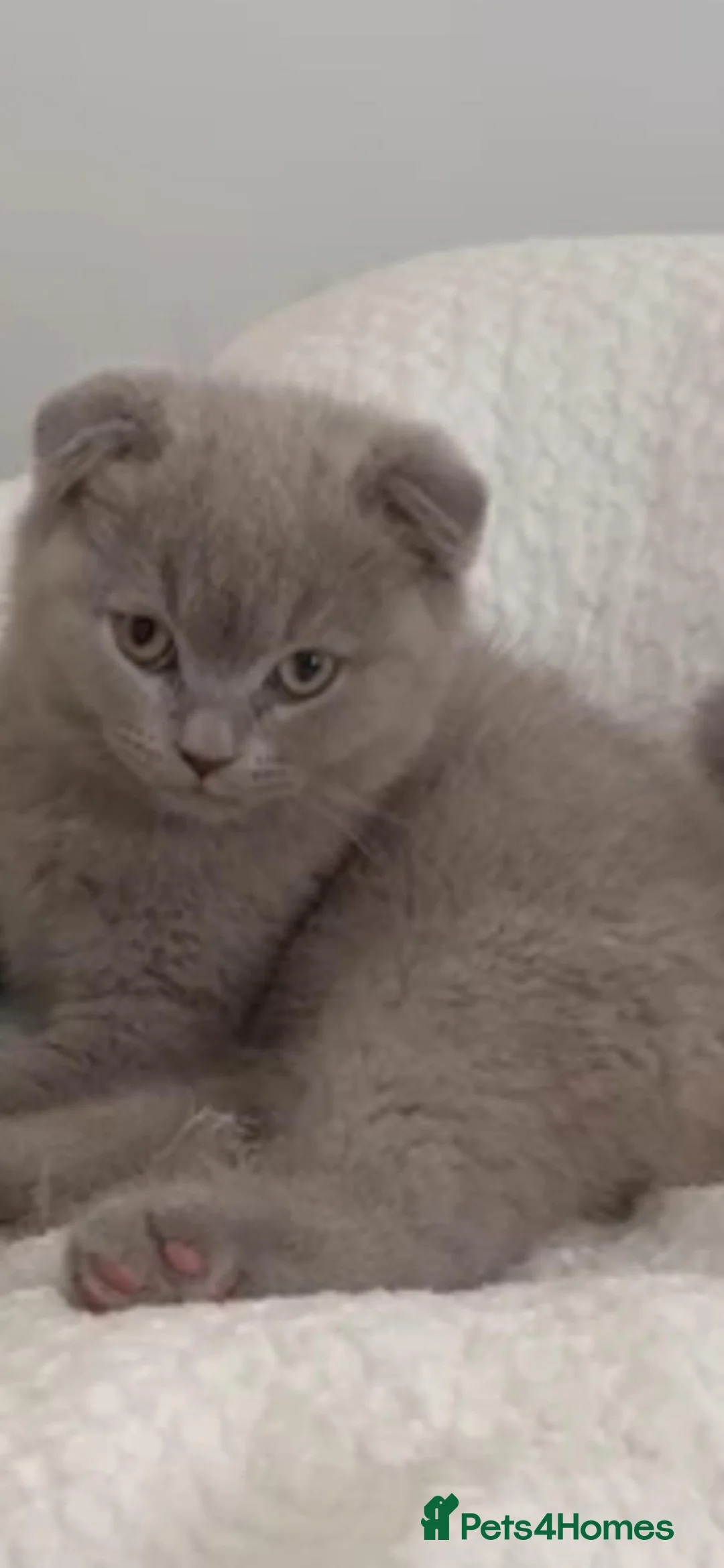 British Shorthair cats for sale: British short hair  - Advert 2