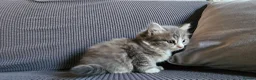 Mixed Breed cats for sale: Kittens available  in Bradford - Advert 14