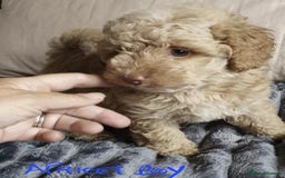 Toy Poodle dogs for sale: KC Toy Poodles, health tested, champion bloodline - Image 24