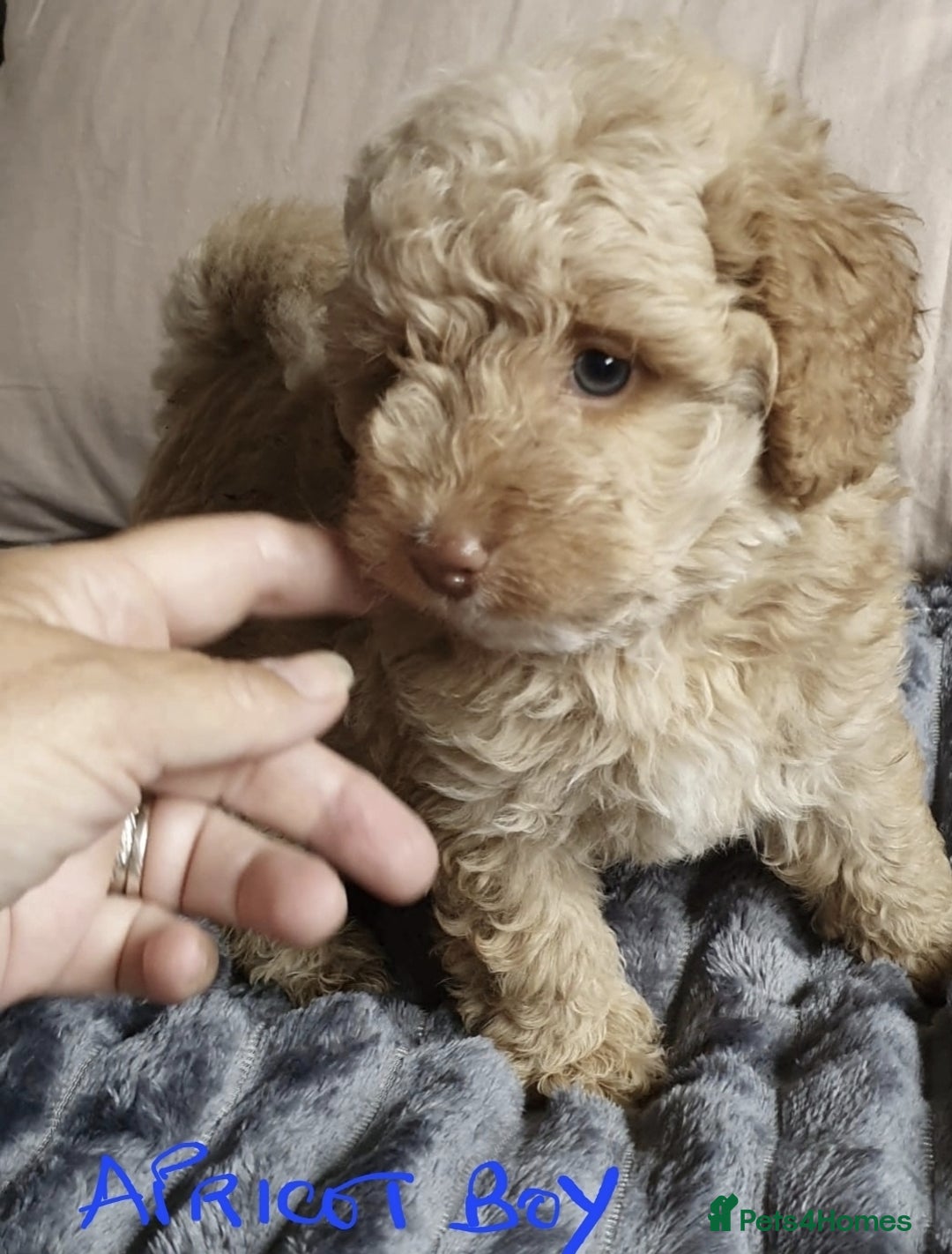Toy Poodle dogs for sale: KC Toy Poodles, health tested, champion bloodline - Image 24