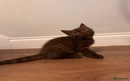 British Shorthair cats for sale: British Shorthair kittens  - Image 13