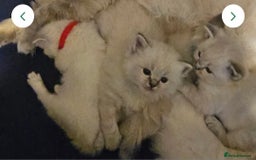Ragdoll cats for sale: Beautiful Gccf registered ragdolls. - Image 29