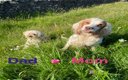 Cockapoo dogs for sale: ⭐️VERY RARE TOY Cockapoo Puppies⭐️🐶 - Image 2