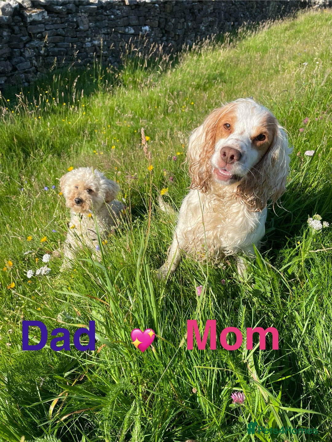 Cockapoo dogs for sale: ⭐️VERY RARE TOY Cockapoo Puppies⭐️🐶 - Image 2