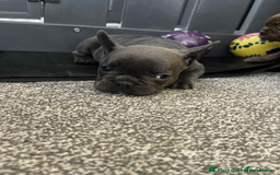 French Bulldog dogs for sale: Charming selection of French Bulldog Puppies - Image 12