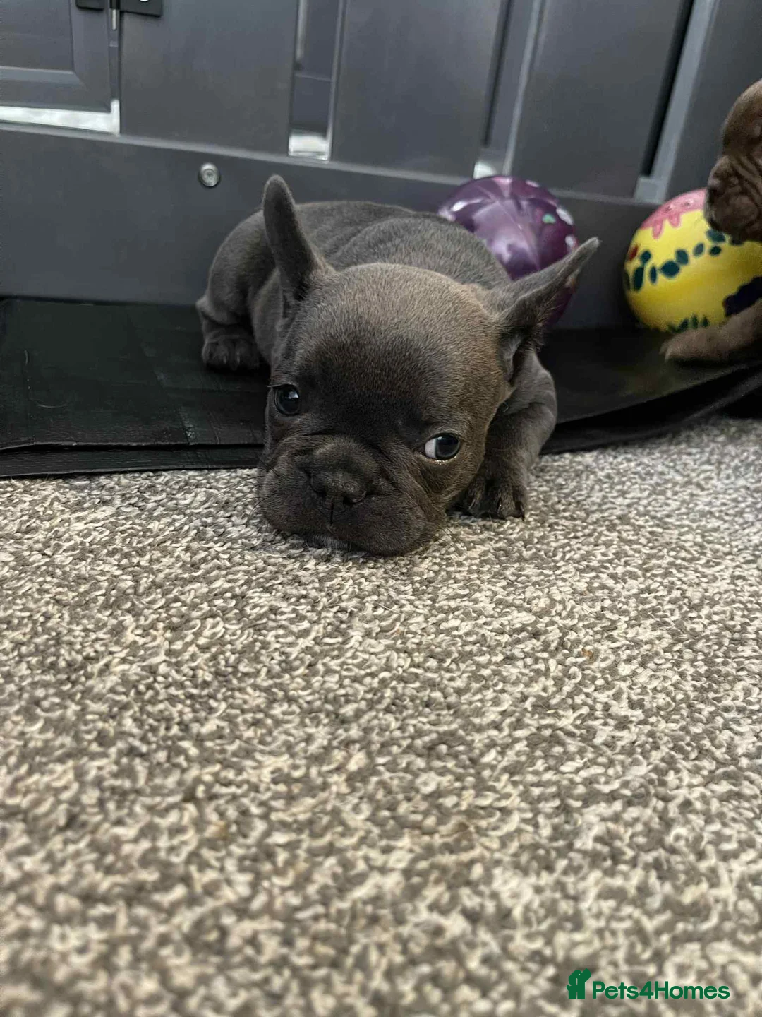 French Bulldog dogs for sale: Charming selection of French Bulldog Puppies - Image 12