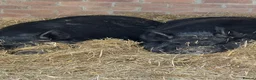 Pig livestock for sale: Free to a good home - pair of Kune Kune pigs in Sunderland - Advert 1