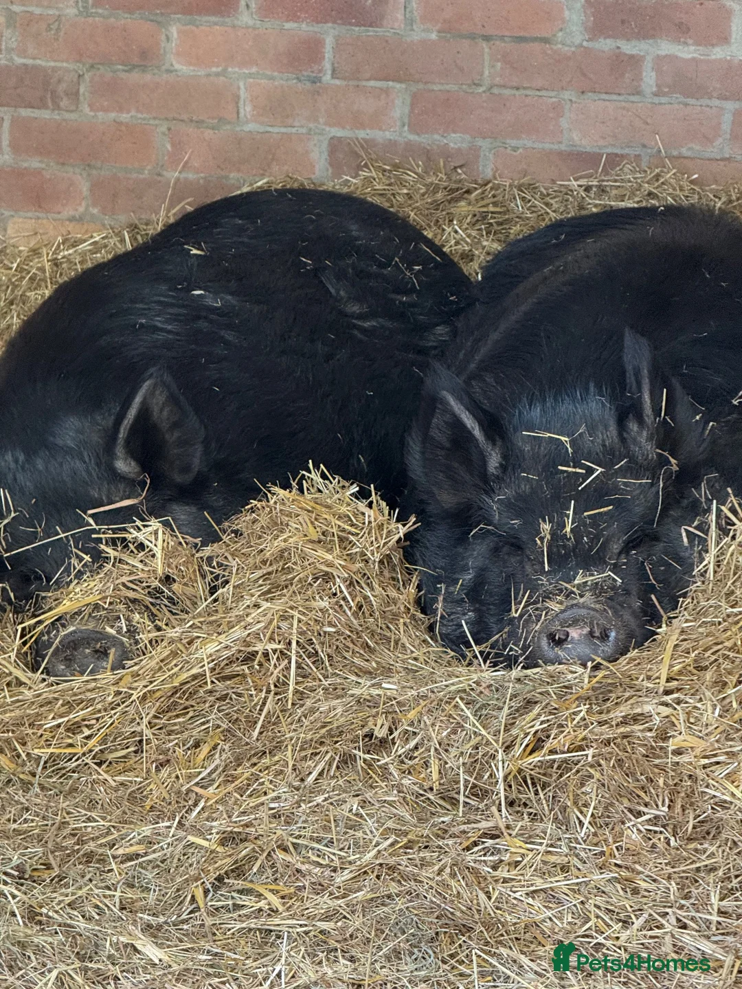 Pig livestock for sale: Free to a good home - pair of Kune Kune pigs in Sunderland - Advert 1