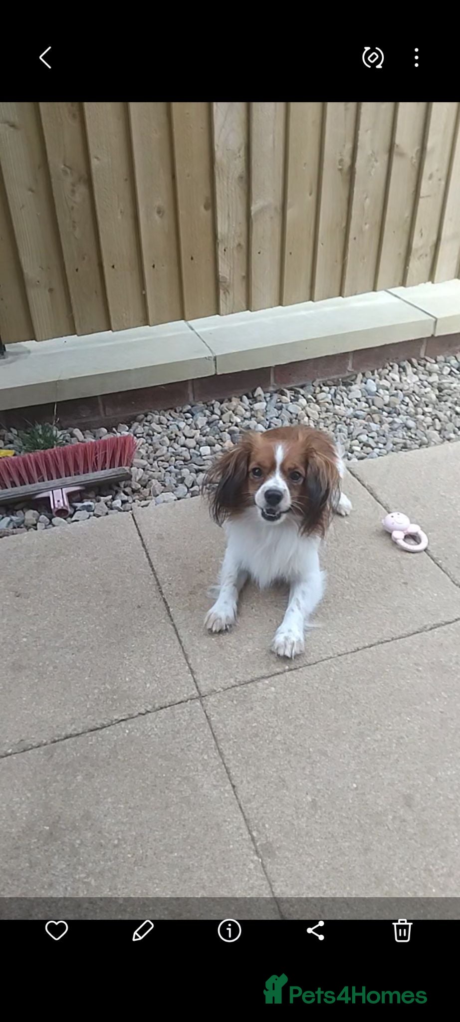 Mixed Breed dogs Beautiful fur babies  - Advert 11