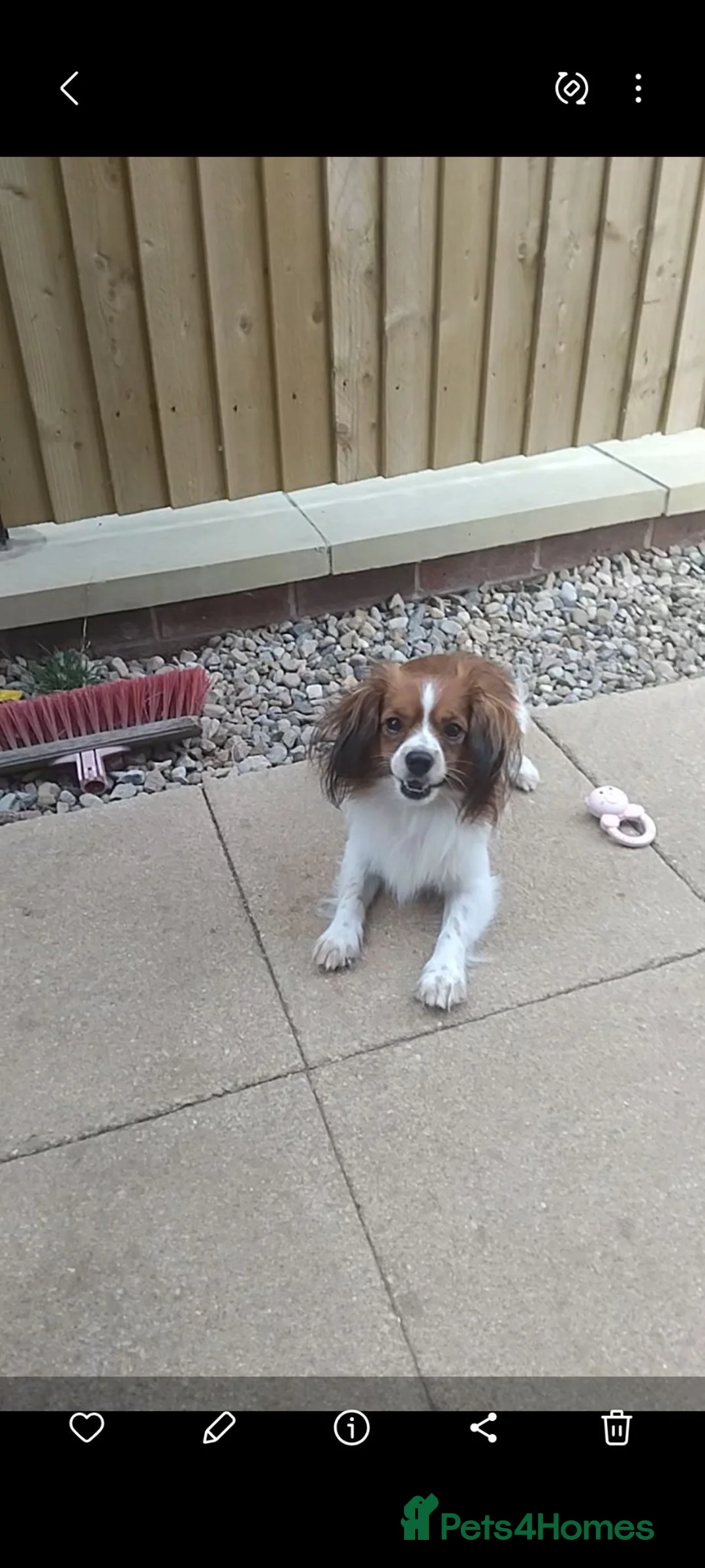 Mixed Breed dogs for sale: Beautiful fur babies  - Advert 1