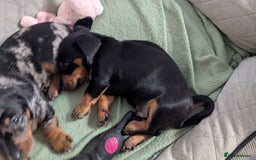 Miniature Dachshund dogs for sale: Miniature dachshund boy  - Image 6