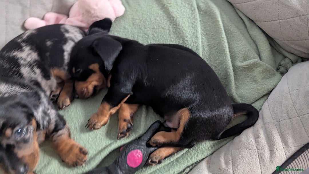 Miniature Dachshund dogs for sale: Miniature dachshund boy  - Image 6
