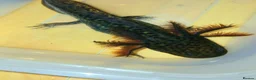 Axolotl reptiles for sale: Wild type juvenile axolts in Cardiff - Advert 3
