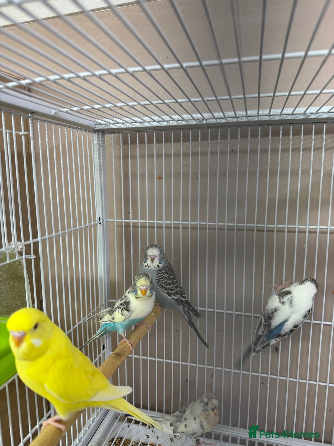 Budgerigars birds for sale: Baby Budgies  - Advert 8