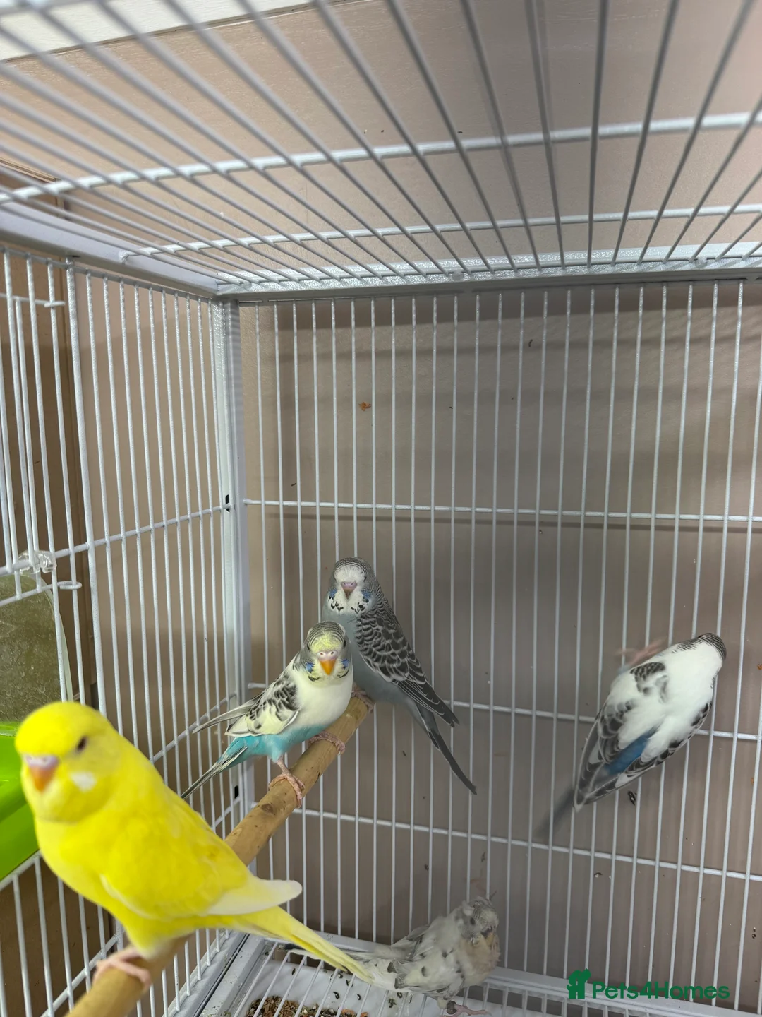 Budgerigars birds for sale: Baby Budgies  - Advert 8