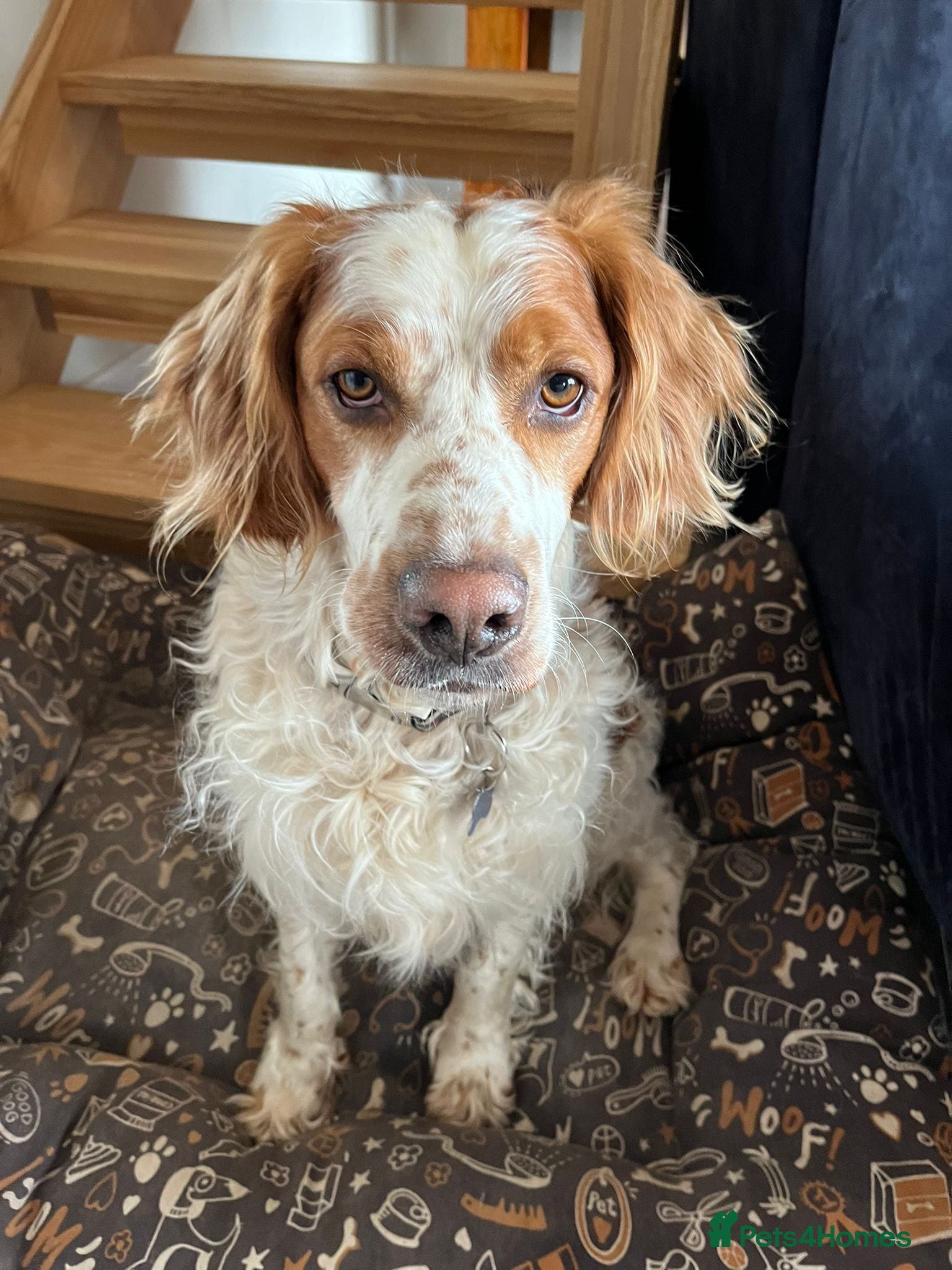 Brittany Spaniel dogs Ronnie, 3-year old Brittany male - Advert 11