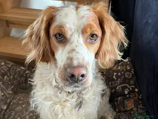 Brittany Spaniel dogs Ronnie, 3-year old Brittany male - Advert 11