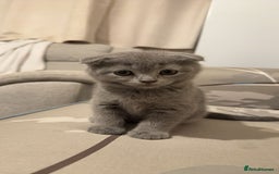 Scottish Fold cats for sale: Scottish fold kitten for sale  - Image 1