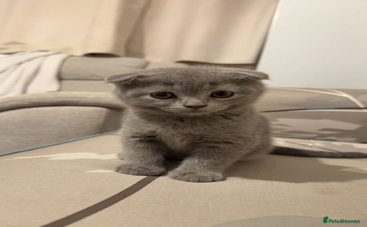 Scottish Fold cats - Advert 1
