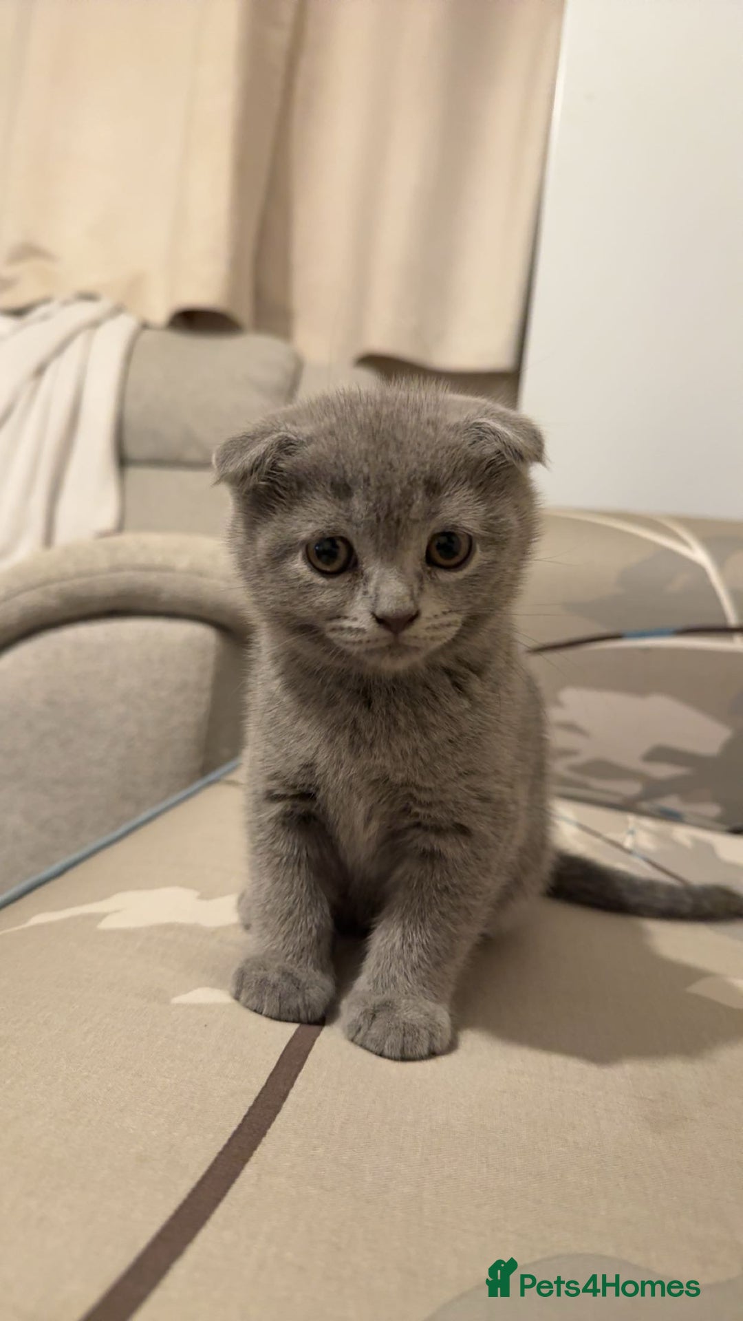 Scottish Fold cats for sale: Scottish fold kitten for sale  - Image 1