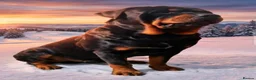 Rottweiler dogs for stud: Stunning Rottweiler for Stud - Advert 11