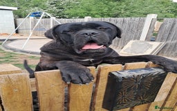 Cane Corso dogs for stud: My boy zeus  - Advert 1